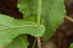 Eared goldenrod